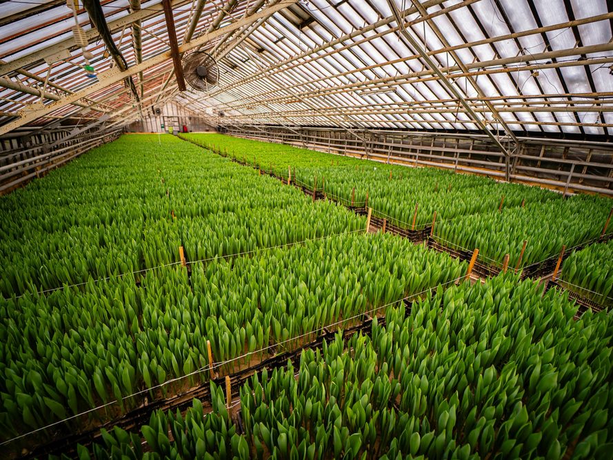 Agricoltura di precisione